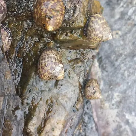 Casavacanze Tarke Hébergement de vacances Siniscola